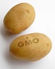 Bad spud: GMO potato creator now fears its impact on human health | The Organic & Non-GMO Report