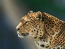 3440x1440 Leopard Wild Animal UltraWide Quad HD 1440P ,HD 4k Wallpapers ...
