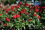 PlantFiles Pictures: Hybrid Tea Rose 'Ingrid Bergman' (Rosa) by Calif_Sue
