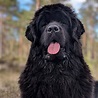 Newfoundland Dog Dog Breed Information, Images, Characteristics, Health