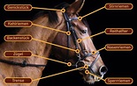 Zäumung und Trense | Pferde, Richtig reiten, Pferd anatomie