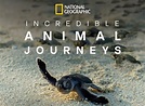 Incredible Animal Journeys TV Show Air Dates & Track Episodes - Next ...
