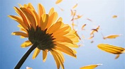 Lots of sunflower petals in the wind - Beautiful wallpaper
