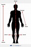 Definition Of Proximal In Anatomy Anatomical Charts P - vrogue.co