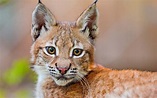 Download Animal Lynx HD Wallpaper