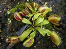 10 Totally Weird and Utterly Fascinating Insectivorous Plants » Trending Us