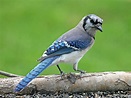 The Blue Jay | Canadian Lovely Bird Basic Facts & Information | Beauty ...