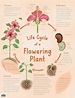 Life Cycle of a Flowering Plant Chart - Australian Teaching Aids ...
