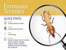 Formosan Termites: What You Need to Know? - J&J Exterminating