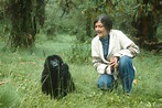 Dian Fossey | Biography, Research, Books, & Facts | Britannica