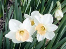 Narciso Flor Significado Espiritual | Cajudkeet