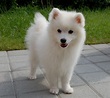 Spitz Dog Breed Information, Images, Characteristics, Health