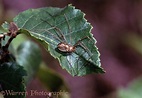 Harvestman on birch leaf photo WP05621