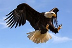 Free photo: Adler - Bird, Dark, Flying - Free Download - Jooinn