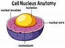Nucleus Labeled Diagram