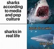 Sharks in media versus real-life... in 2020 | New memes, Memes, Dankest ...