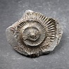 Ammonite from Whitby - UK Ammonite fossils - Whitby Ammonites