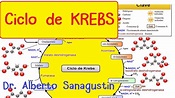 CICLO DE KREBS paso a paso #Bioquímica - YouTube