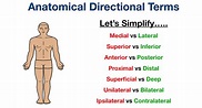 Anatomical Position and Directional Terms: Definitions, Example Labeled ...