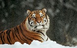 Imagen de tigre en la nieve HD.