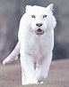 Pantera blanca-Pantera albina | Animales albinos, Animales salvajes ...