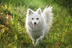 40 Spitz Dog Breeds That Like to Be Cool