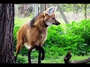 documental sobre el lobo melenudo aguara guazu!!.wmv - YouTube