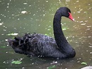 Cisne negro | Aves Exóticas