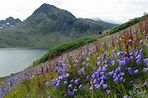 Harebell - Wildflowers - Valley of the Flowers - Greenland - Arctic ...