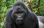 Galería de imágenes: Gorilas de montaña