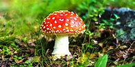 Reino Fungi - Concepto, tipos, características y ejemplos