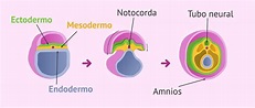Inicio de la organogénesis en el embrión