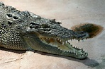 File:Crocodile Crocodylus-porosus amk2.jpg - Wikipedia
