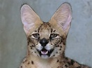 Photographer Captures Extremely Rare Black Serval Cat in Africa, and It ...