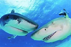 Sharks as you won't see them on Shark Week: Intelligent and remarkably ...