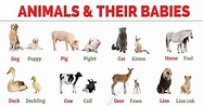 Baby Animals: List of Common Animals and Their Young Babies - My ...