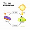 Cellular Respiration | GCSE Biology Revision