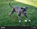 Pitbull Puppy Playing Image & Photo (Free Trial) | Bigstock
