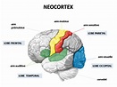 salud y humanidad: Cerebro Neocortex