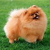 German Spitz Breed Guide - Learn about the German Spitz.