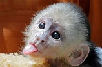 Na Na YOU ARE!... | Baby monkey pet, Cute baby monkey, Capuchin monkey