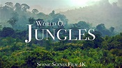 Jungles In 4K - Amazing Jungle Scenes Around The World | Rainforest ...