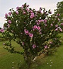 Rose of Sharon Althea Plants Gardenland USA - Improve Your Environment