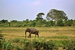 Uda Walawe au Sri Lanka