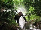 Gorilas de montaña en Uganda | Nomadatrek