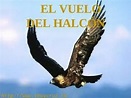El Vuelo del Halcón-Producciones Vicari.(Juan Franco Lazzarini) - YouTube