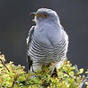 Common Cuckoo by Paul Ash - BirdGuides