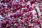 11 Magnolia Flowers Types Every Southerner Should Know