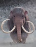 Mammuthus Primigenius - The Woolly Mammoth | CGTrader