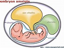 Amniote : définition et explications